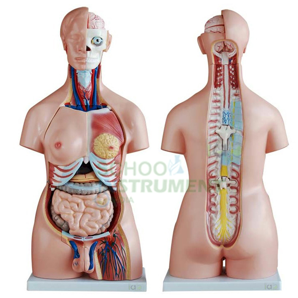 Human Model - Torso, 24 Parts, Bisexual, Open Back
